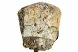 Fossil Theropod Vertebra Section w/ Metal Stand - Colorado #363569-1